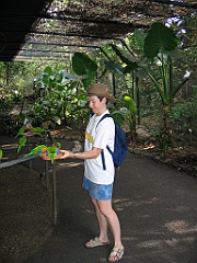 CairnsTC169 Cairns Tropical Zoo